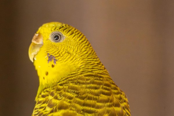Quelles plantes sont sûres et bénéfiques dans un terrarium pour une couleuvre rayée?
