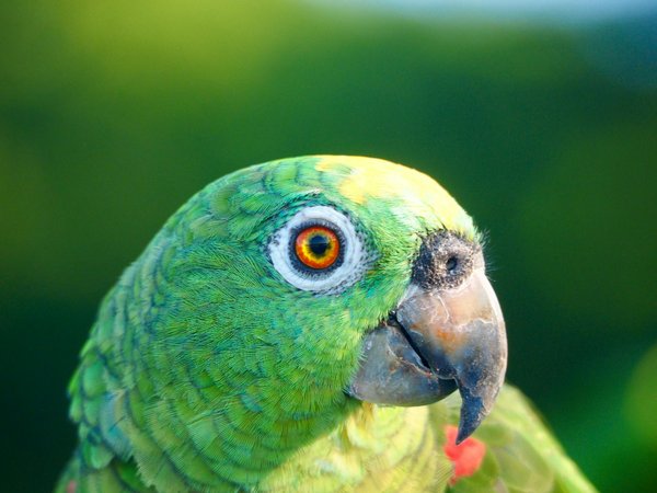 Des distributeurs de croquettes anti-glouton pour votre chien