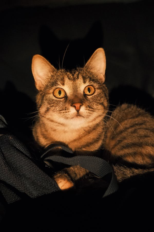 Nettoyant oreille chat : un soin doux et efficace pour votre animal