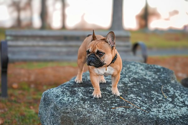 Découvrez votre futur compagnon : test de race de chien !